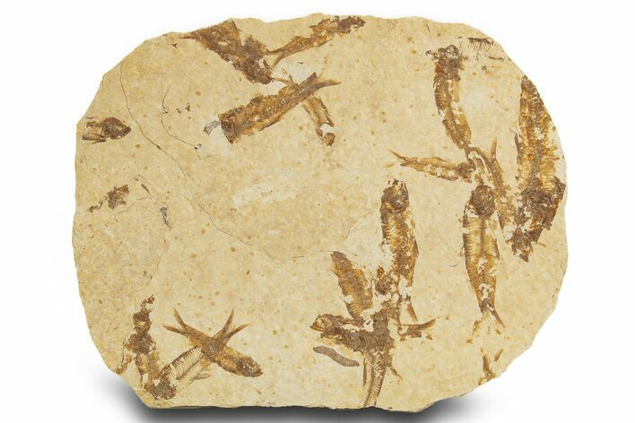 Fossil Fish (Knightia) Mortality Plate - Wyoming #327772